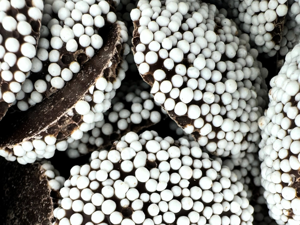 REGULAR CHOCOLATE NONPAREILS 9.3oz