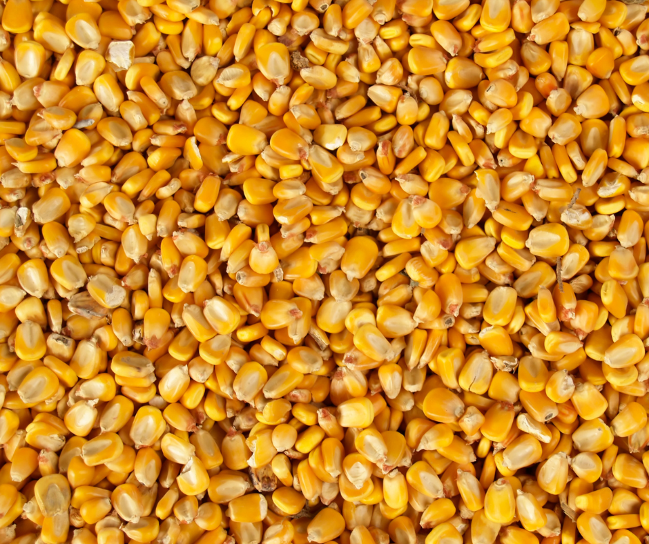 Corn