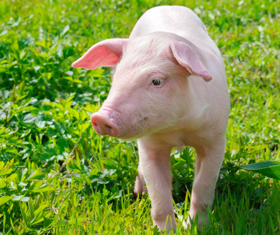 Pig – Martin's Country Store