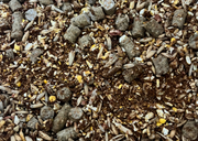 13% Horse Feed 50#