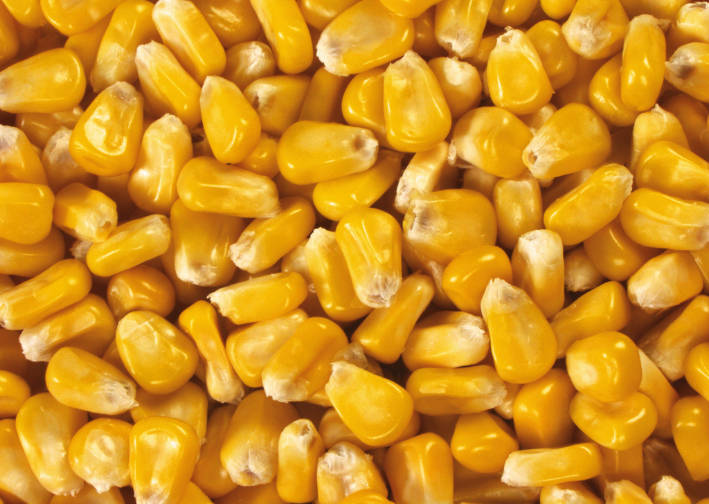 Whole Corn