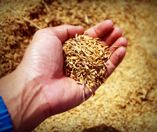 Whole Barley Grain 50#