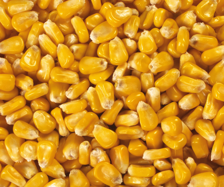 Whole Corn Grain 50#