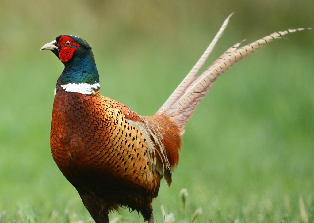 25% PHEASANT GROWER