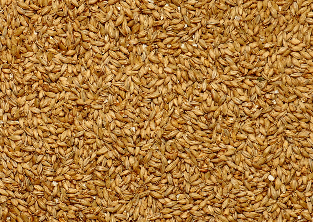 Whole Barley 50#